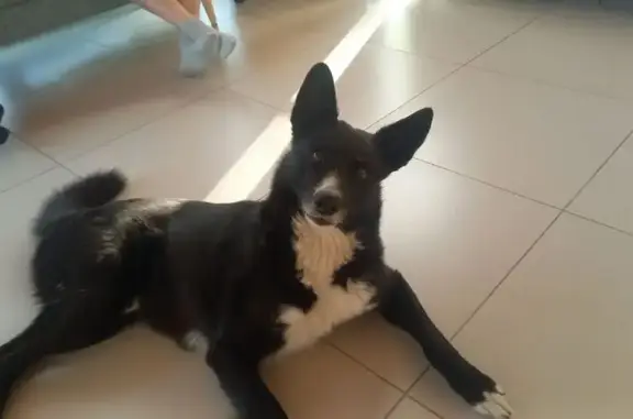 Пропала собака, 22Н-0757, 51, Бор - photo