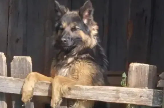 Пропала овчарка, Центральная 26, Калачик - photo