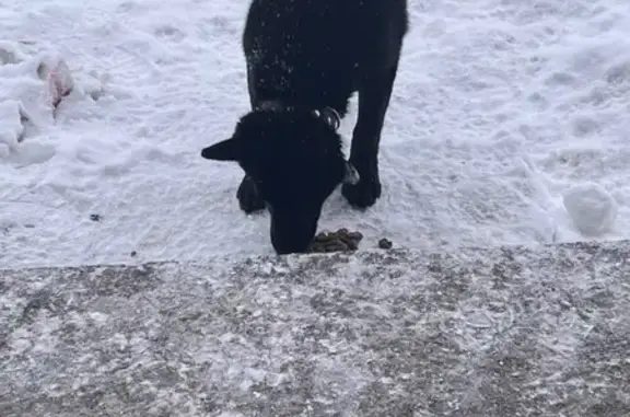Найдена собака, Грязи, фото: Найдена собака, Грязи, Липецкая область