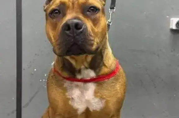 Найдена собака, Новороссийск, фото: Собака найдена: Новороссийск, Краснодарский край