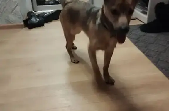 Найдена собака, Томск, фото: Найдена собака, ул. Ивана Черных, Томск