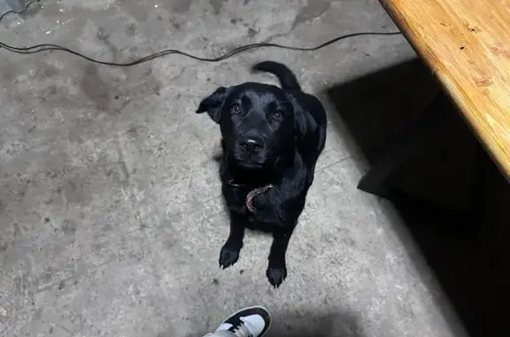 Пропала собака, ул. Мечникова 28, Лабинск - photo