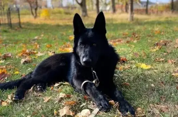 Пропала собака на ул. Утегенова, Гусев - photo