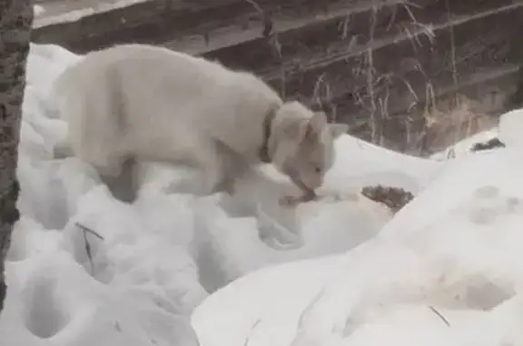 Найдена кошка, Москва, фото: Кошка найдена: ул. Дмитрия Ульянова, Москва