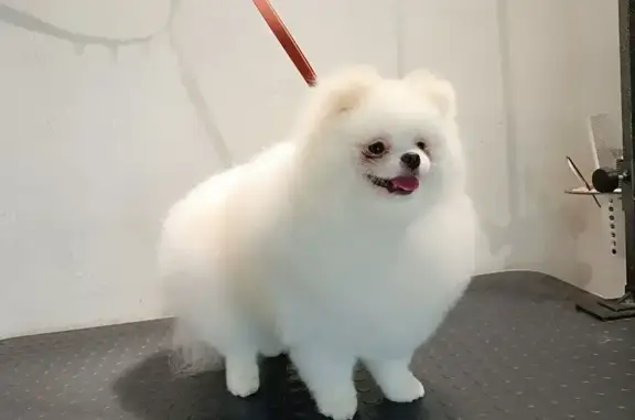 Пропала собака на ул. Зорге, 145, Новосибирск - photo