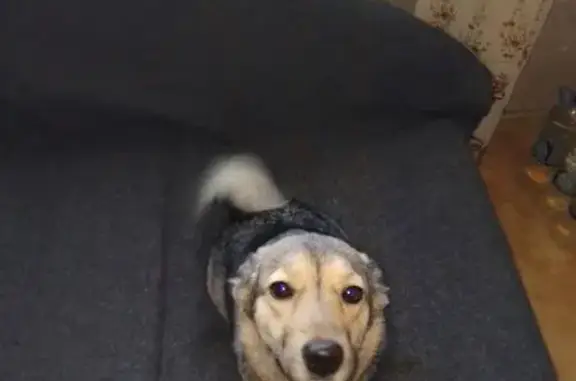 Пропала собака, ул. Карла Маркса, 1Д, Тавда - photo