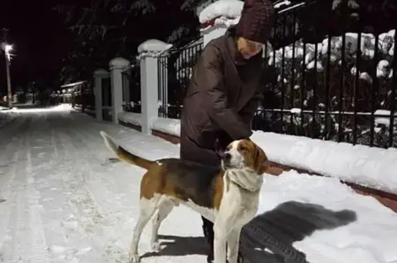 Найдена собака, Заволжское, фото: Найдена собака, Заволжское СП, Ярославль