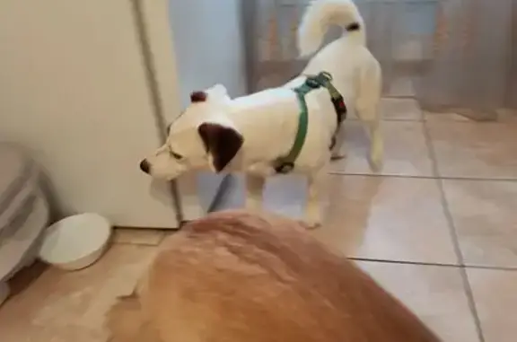 Найдена собака, Тюмень, фото: Найдена собака, ул. Дружбы, Тюмень