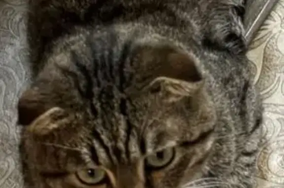 Пропала кошка, Наседкинская ул., 6, Киржач - photo