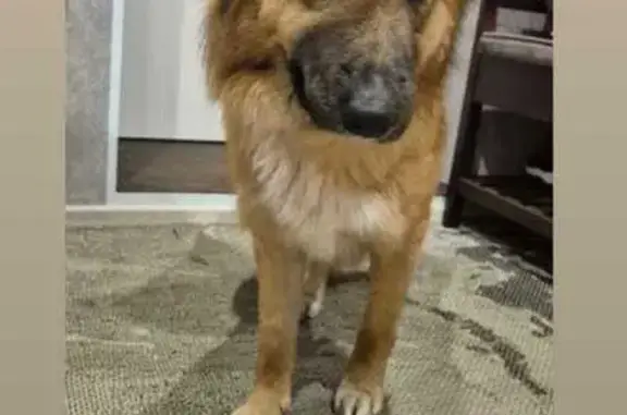 Найдена собака, Хабаровск, фото: Собака найдена: Набережная ул., Хабаровск