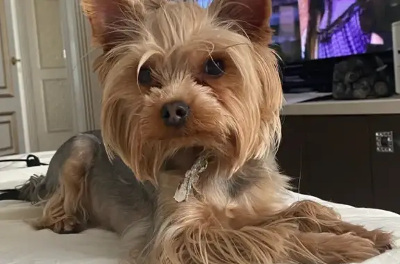 Пропала собака, Первомайская 46, Красное - photo