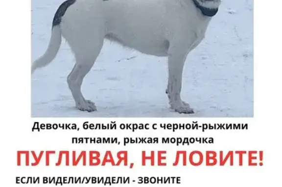 Пропала собака, 2-й Дорогобужский пер., 9 - photo