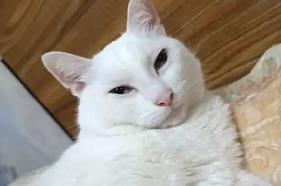 Объявления о пропавших и найденных животных, Набережные Челны, фото: Пропала кошка, Набережные Челны, 15/24