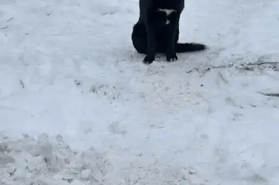 Найдена собака, Акиньшино, фото: Собака найдена: Акиньшенская 3, Акиньшино