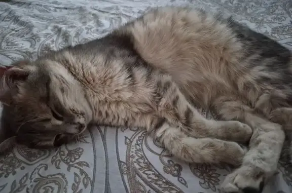 Кошка найдена: ул. Чехова, Казань - photo