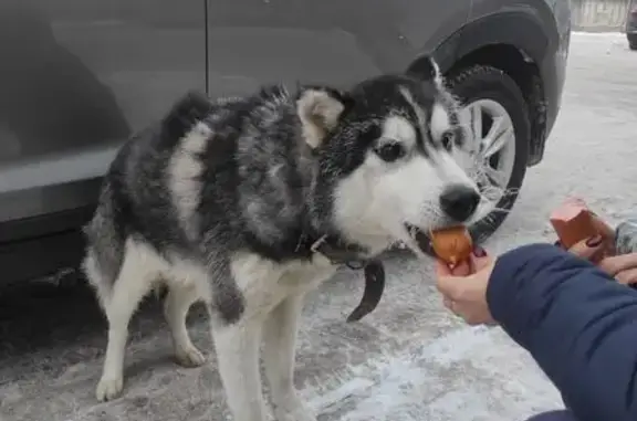 Найдена собака, Луга, фото: Метис хаски найден: пр. Урицкого, Луга