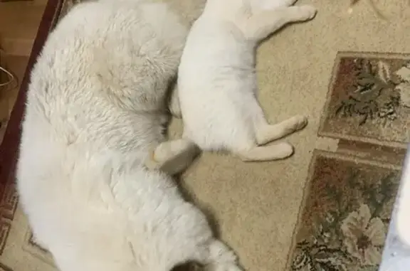 Пропала собака в Малом Козино, НО - photo