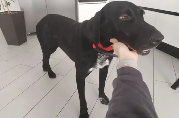 Найдена собака, Воронеж, фото: Курцхаар найдена, Уездная ул., Воронеж