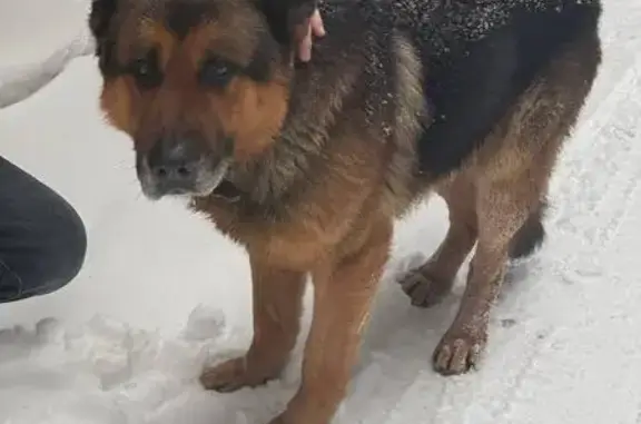 Найдена собака, Альметьевск, фото: Собака найдена: Лесная ул., Альметьевск