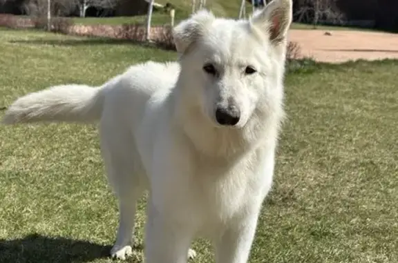 Пропала собака, Котово, ул. Пролетарская - photo