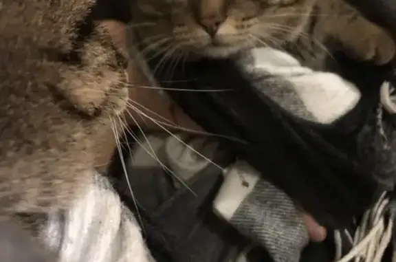 Найдена кошка, Сургут, фото: Найдена кошка на Иосифа Каролинского 13