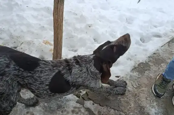 Найдена собака, Сенгилеевское, фото: Курцхаар найден: ул. Калинина, Сенгилеевское