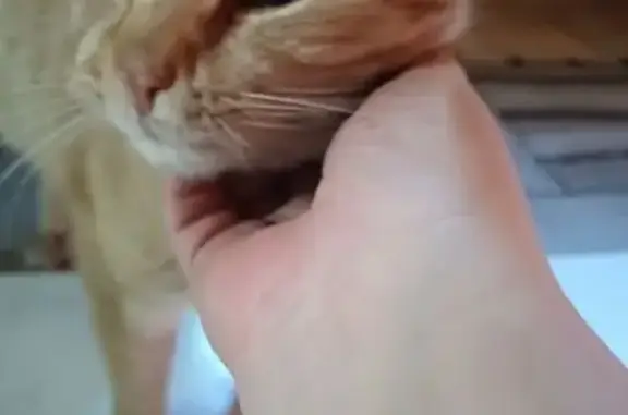 Кошка найдена, Ленская ул., Иркутск - photo