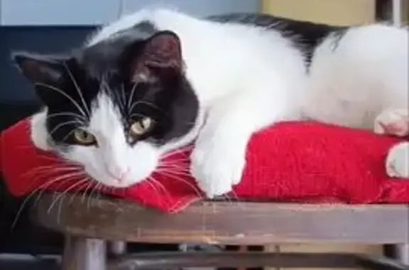 Пропал котёнок, Козельск, Гвардейская - photo