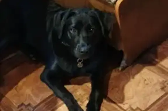 Пропала собака в СНТ Лесное, Черкасово - photo