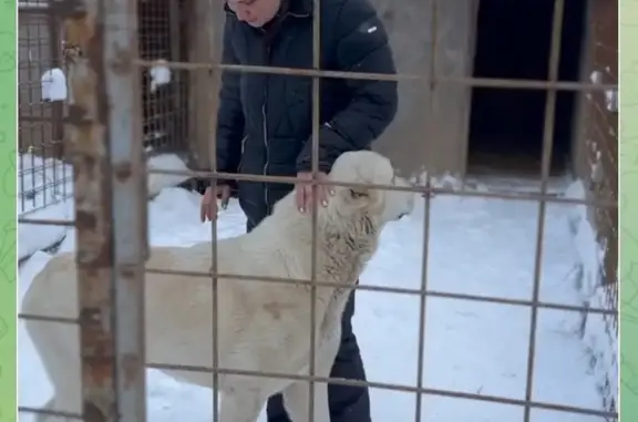 Найдена собака, Клин, фото: Алабай найден: приют Алабай Хелп, Мытищи