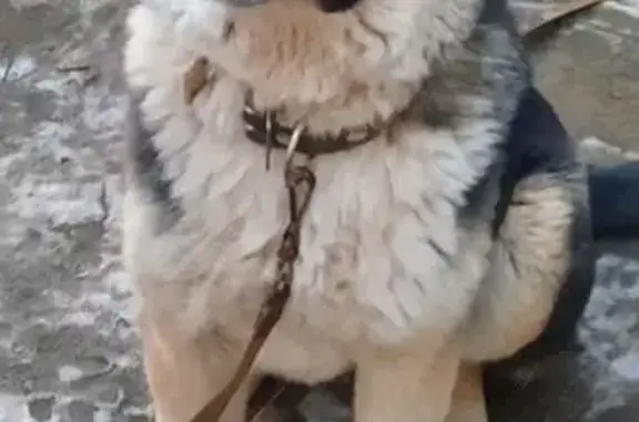 Найдена собака, Пятигорск, фото: Найдена собака в Пятигорске, Ставропольский край