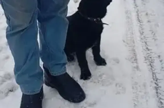 Найдена собака, Старый Оскол, фото: Щенок найден на Орджоникидзе, Старый Оскол