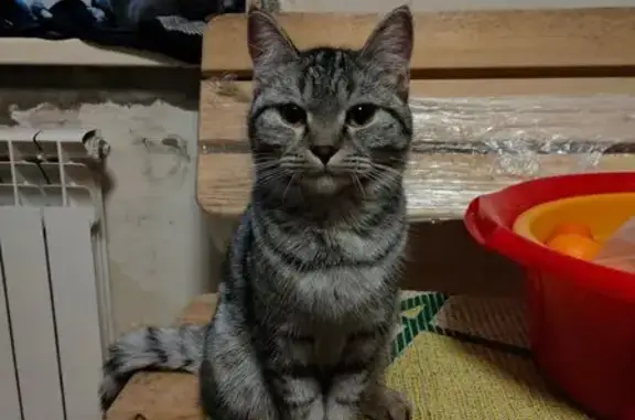 Найдена кошка, Барнаул, фото: Кошка найдена, ул. Цаплина, Барнаул