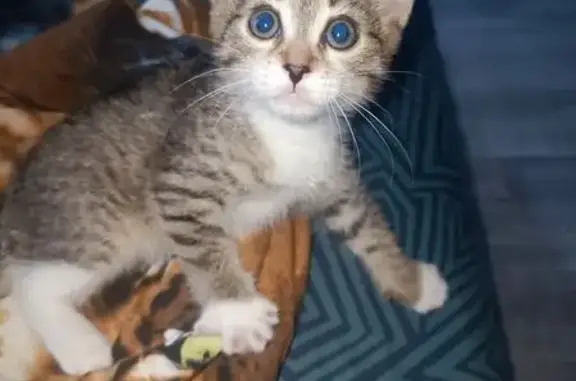 Объявления о пропавших и найденных животных, Мегион, фото: Кошка найдена: Таёжная ул., 11А, Мегион