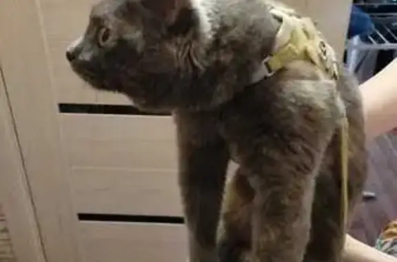 Объявления о пропавших и найденных животных, Екатеринбург, фото: Кошка найдена: Фестивальная 23, Екатеринбург