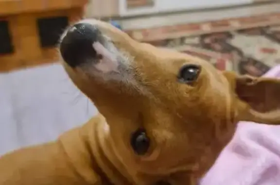 Пропала собака Басенджи в с. Истье, Калуга - photo