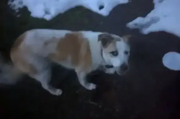 Найдена собака, Майкоп, фото: Собака найдена у ворот, Кирова 118, Майкоп