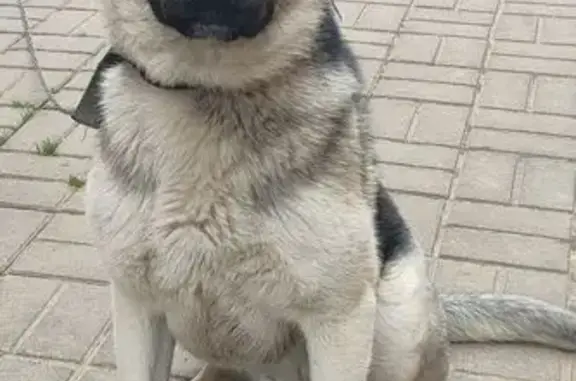 Пропала собака, Центральная ул., 73Г - photo