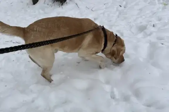 Найдена собака, Новый, фото: Лабрадор найден: Новый, 46К-9500