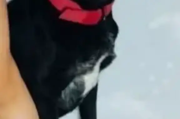 Пропала собака, Центральная ул., Доброе - photo