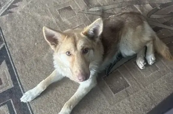 Объявления о пропавших и найденных животных, Омск, фото: Найдена собака, ул. Товстухо 2, Омск