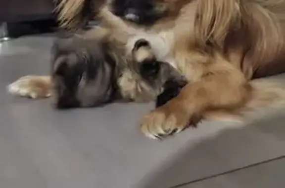 Пропала собака, Новая Пролетарка, СК - photo