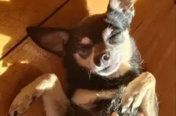 Пропала собака на ул. Вучетича, 21 стр 33 - photo