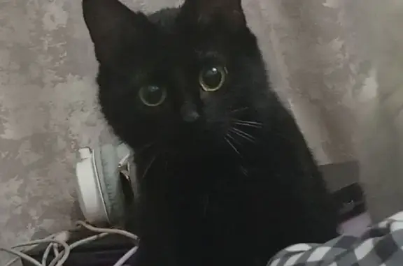 Пропала кошка, Солнечная ул., Козельск - photo