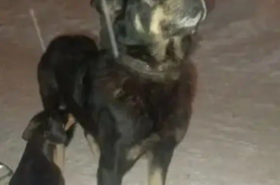 Найдена собака, Челябинск, фото: Собака найдена: пр. Победы, Челябинск