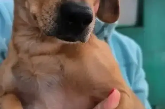 Найдена собака, Майкоп, фото: Собака найдена: ул. Димитрова, Майкоп