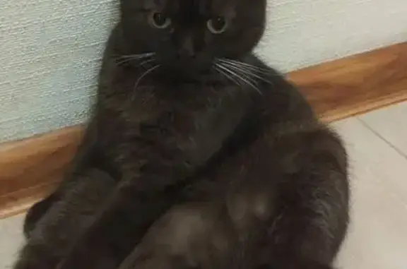 Пропала кошка, Речная ул. 111, Батайск - photo