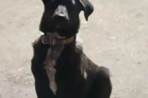 Пропала собака на Полтавской улице, Самара - photo