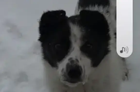 Найдена собака, Мостовая, фото: Найдена собака, Мостовая, Пермский край