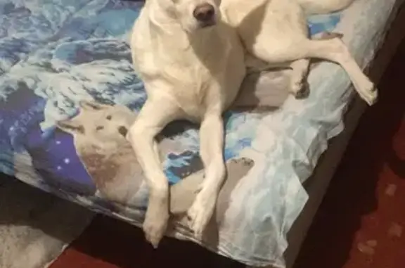 Пропала собака, Пихтовая 64А, Братск - photo